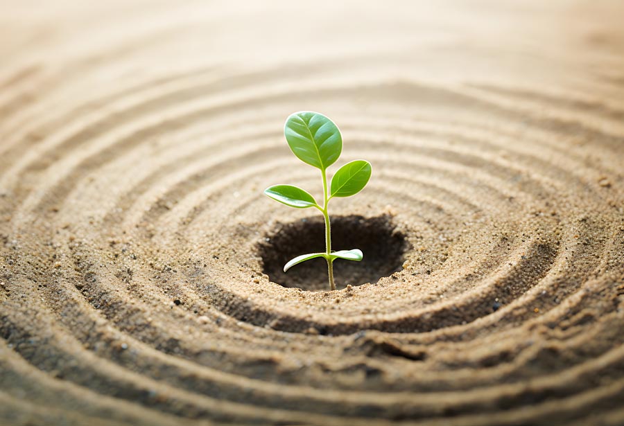 Seedling in dirt